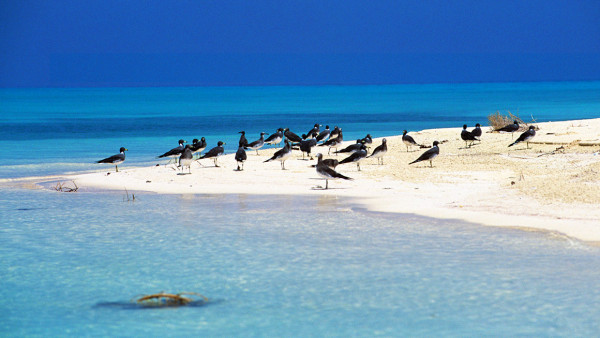 جزيرة فرسان